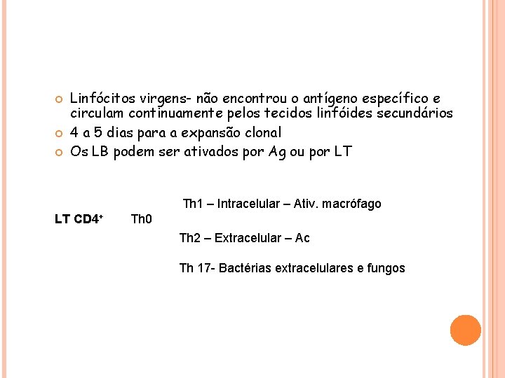  Linfócitos virgens- não encontrou o antígeno específico e circulam continuamente pelos tecidos linfóides