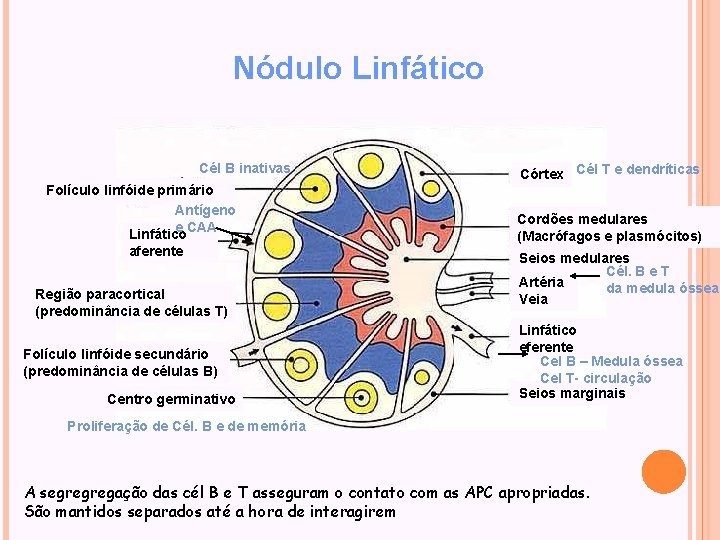 Nódulo Linfático Cél B inativas Folículo linfóide primário Antígeno e CAA Linfático aferente Região