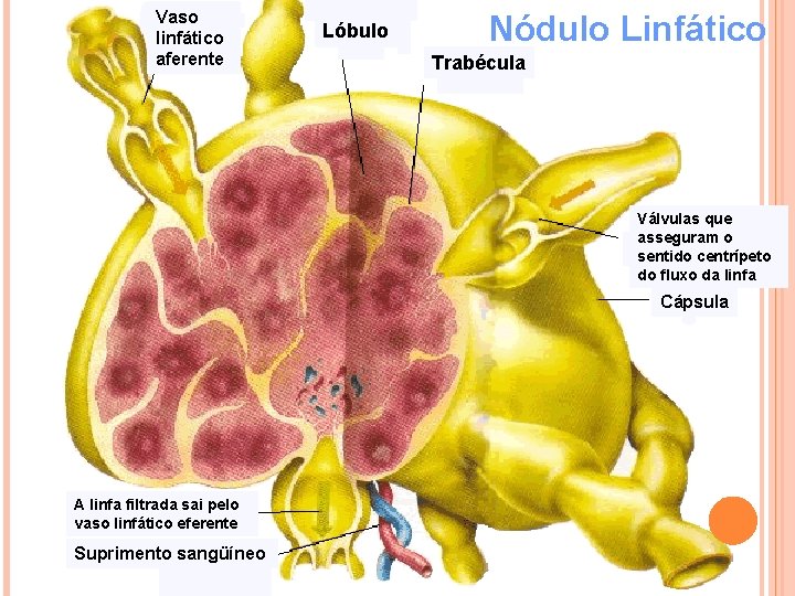 Vaso linfático aferente Lóbulo Nódulo Linfático Trabécula Válvulas que asseguram o sentido centrípeto do