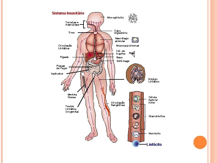 Sistema Imunitário Microgliócito Tonsilas e Adenóides Timo Tubo Digestório Macrófago alveolar Circulação Linfática Fígado