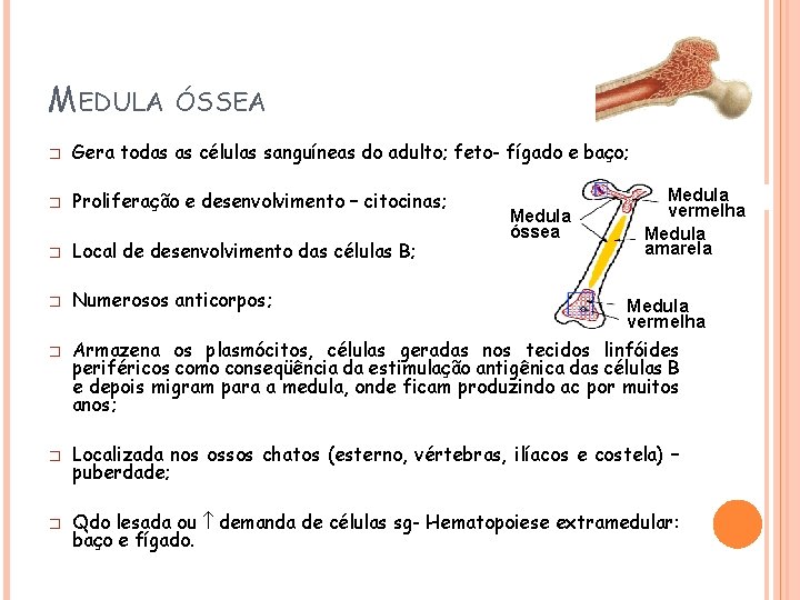 MEDULA ÓSSEA � Gera todas as células sanguíneas do adulto; feto- fígado e baço;