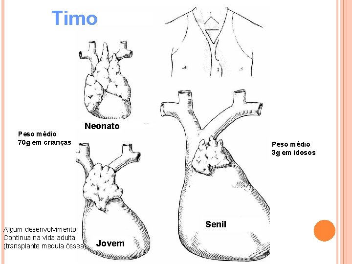 Timo Peso médio 70 g em crianças Neonato Algum desenvolvimento Continua na vida adulta