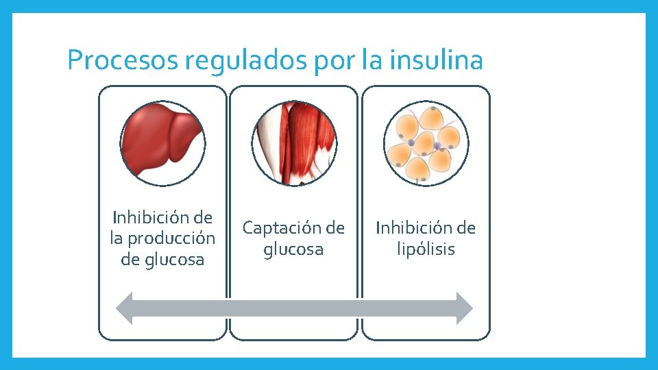 Procesos regulados por la insulina Inhibición de la producción de glucosa Captación de glucosa