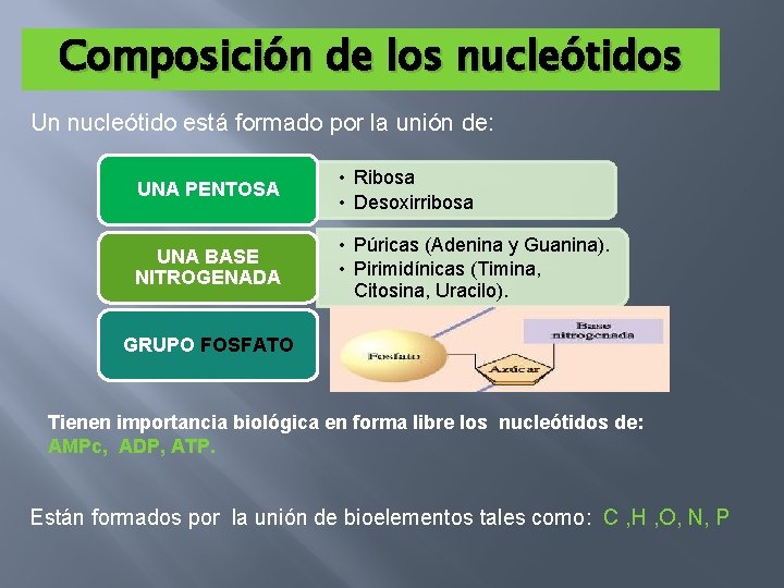 Composición de los nucleótidos Un nucleótido está formado por la unión de: UNA PENTOSA