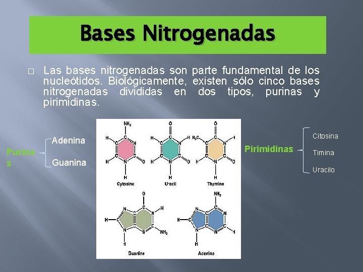 Bases Nitrogenadas � Las bases nitrogenadas son parte fundamental de los nucleótidos. Biológicamente, existen