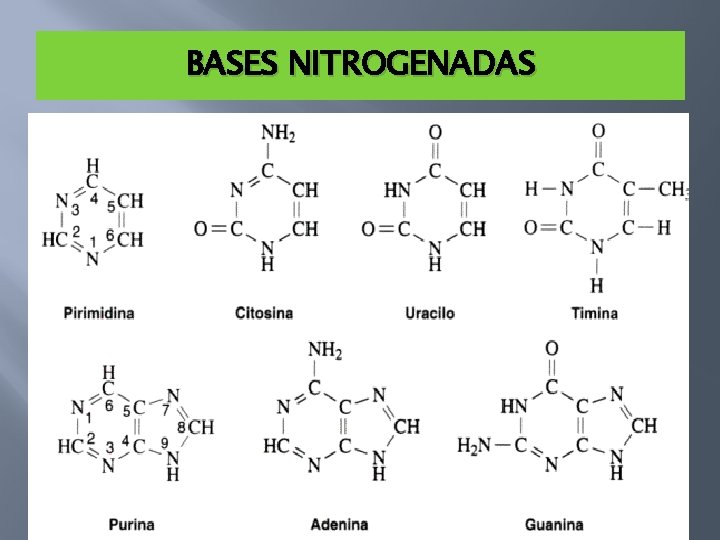 BASES NITROGENADAS 