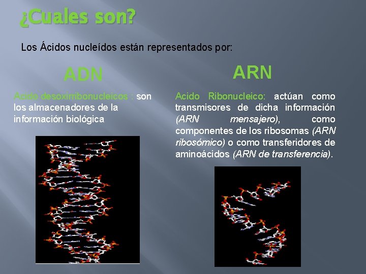 ¿Cuales son? Los Ácidos nucleídos están representados por: ADN ARN Acido desoxirribonucleicos : son
