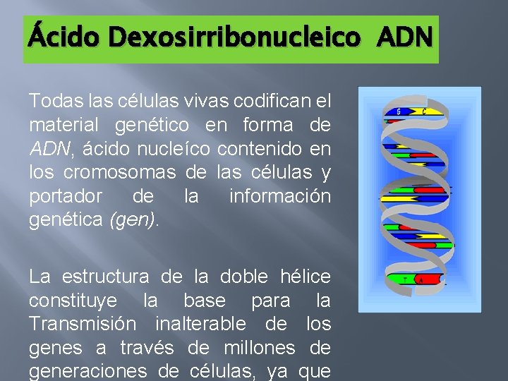 Ácido Dexosirribonucleico ADN Todas las células vivas codifican el material genético en forma de