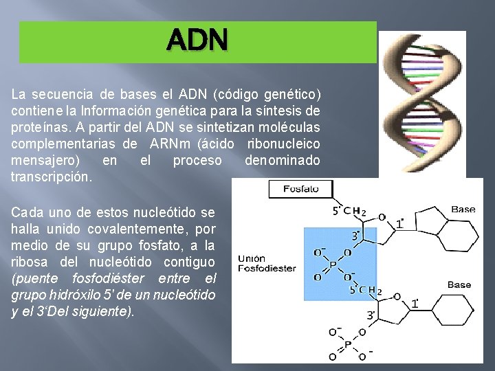 ADN La secuencia de bases el ADN (código genético) contiene la Información genética para