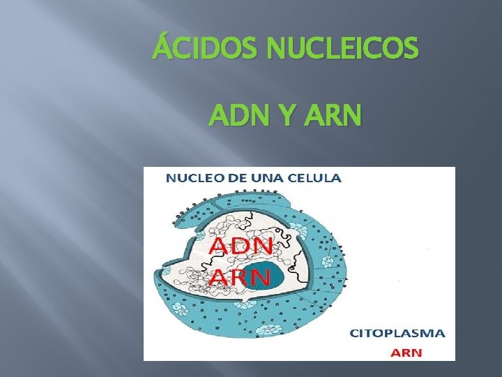 ÁCIDOS NUCLEICOS ADN Y ARN 