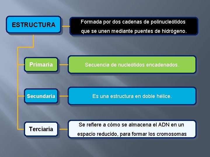 ESTRUCTURA Formada por dos cadenas de polinucleótidos que se unen mediante puentes de hidrógeno.