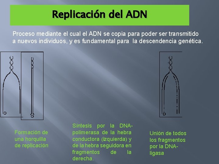 Replicación del ADN Proceso mediante el cual el ADN se copia para poder ser