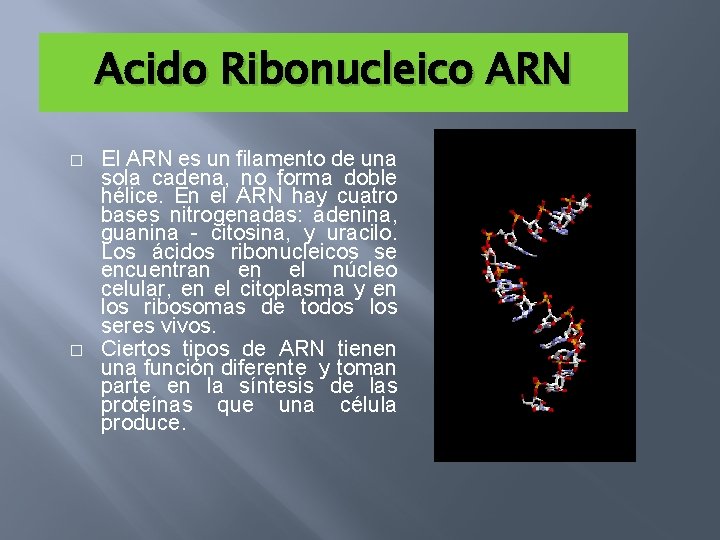 Acido Ribonucleico ARN � � El ARN es un filamento de una sola cadena,