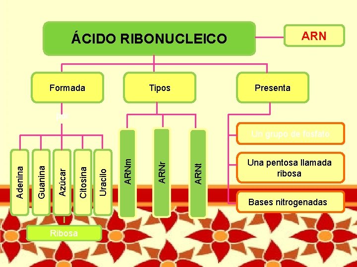 ARN ÁCIDO RIBONUCLEICO Formada Tipos Presenta por Ribosa ARNt ARNr ARNm Uracilo Citosina Azúcar