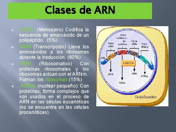 Clases de ARN v v ARNm: (Mensajero) Codifica la secuencia de aminoácido de un