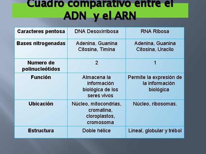 Cuadro comparativo entre el ADN y el ARN Caracteres pentosa DNA Desoxirribosa RNA Ribosa