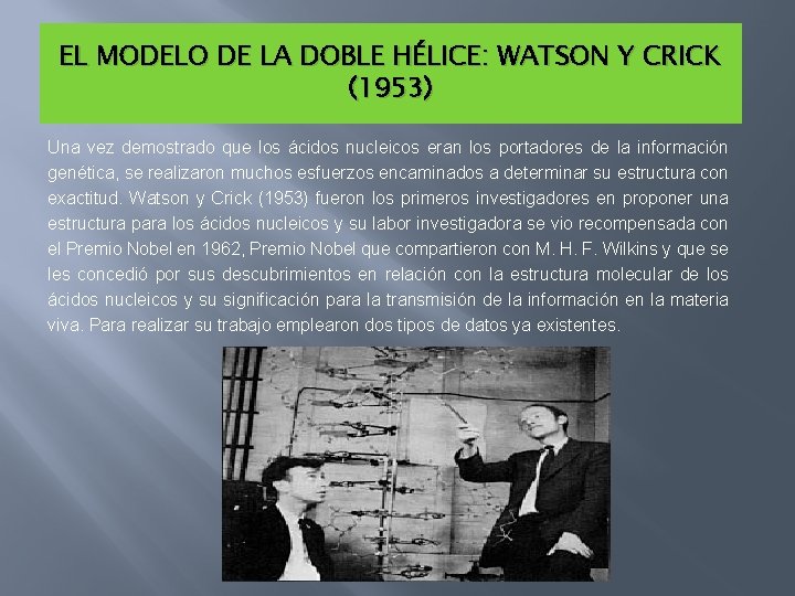 EL MODELO DE LA DOBLE HÉLICE: WATSON Y CRICK (1953) Una vez demostrado que