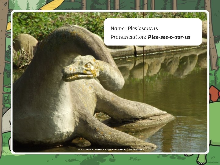 W Name: Plesiosaurus Pronunciation: Plee-see-o-sor-us Photo courtesy of failing_angel(@flickr. com) - granted under creative
