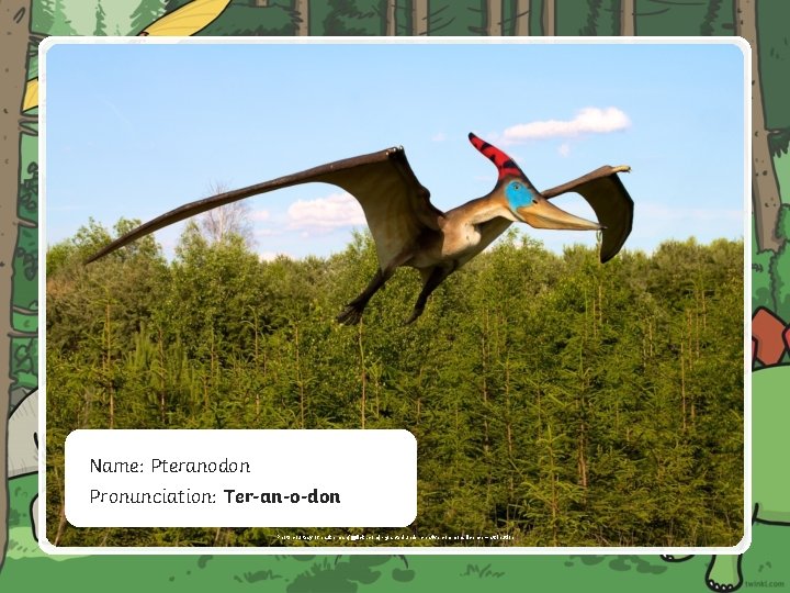 Name: Pteranodon Pronunciation: Ter-an-o-don Photo courtesy of paukerman(@flickr. com) - granted under creative commons