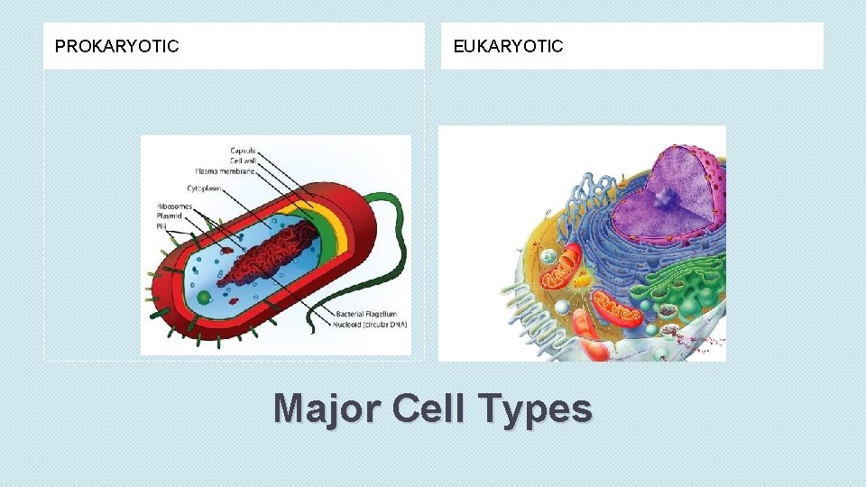 Cell Structure and Function NC Essential Standards Structure