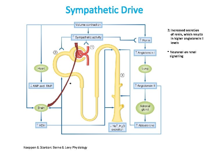 Sympathetic Drive 2: Increased secretion of renin, which results in higher angiotensin II levels