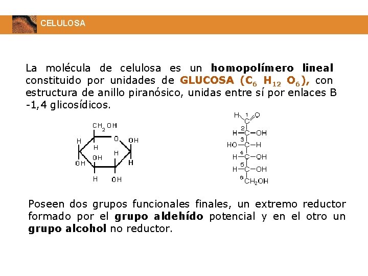 CELULOSA La molécula de celulosa es un homopolímero lineal constituido por unidades de GLUCOSA