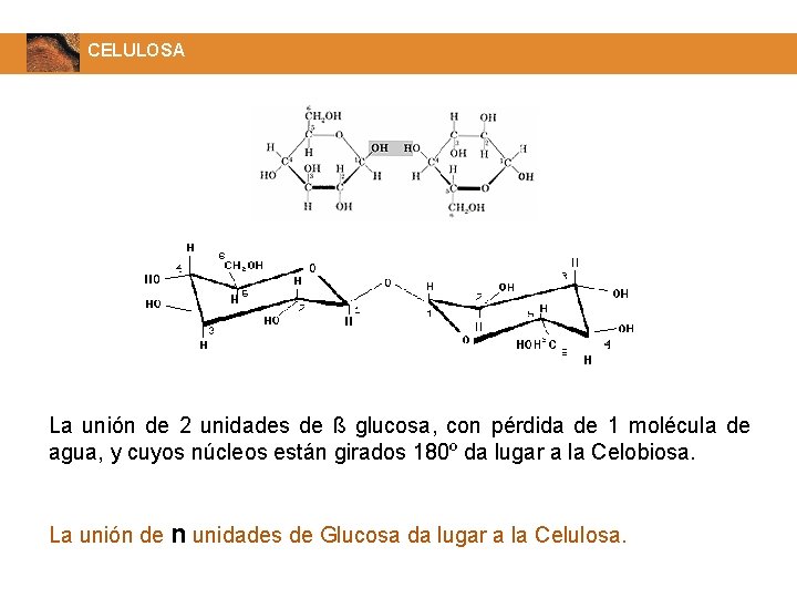 CELULOSA La unión de 2 unidades de ß glucosa, con pérdida de 1 molécula