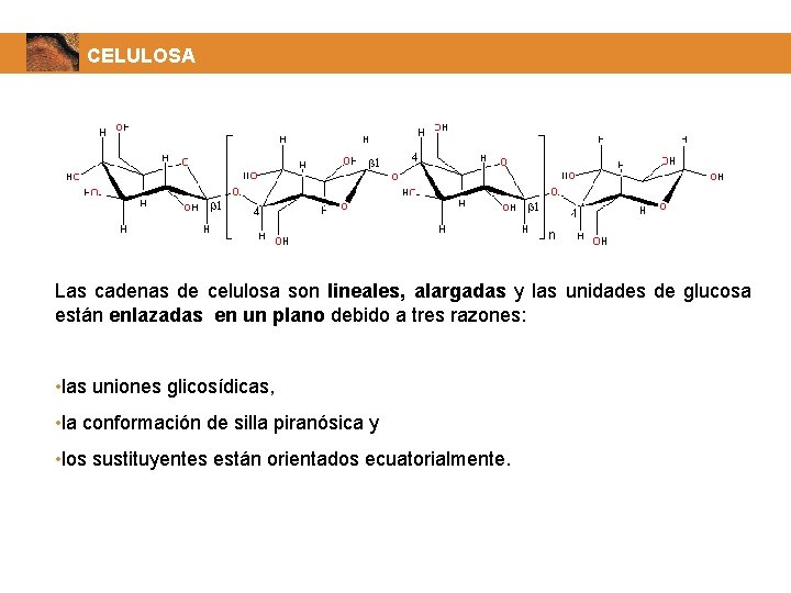 CELULOSA Las cadenas de celulosa son lineales, alargadas y las unidades de glucosa están