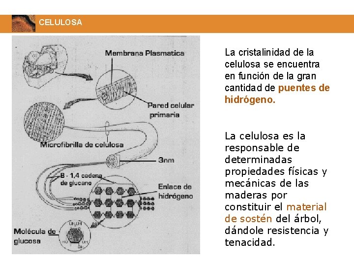 CELULOSA La cristalinidad de la celulosa se encuentra en función de la gran cantidad