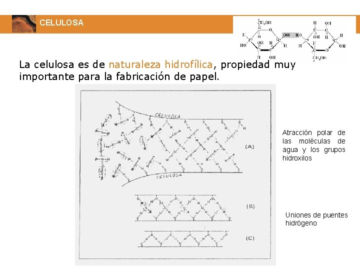 CELULOSA La celulosa es de naturaleza hidrofílica, propiedad muy importante para la fabricación de