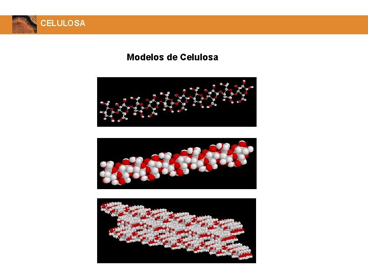 CELULOSA Modelos de Celulosa 