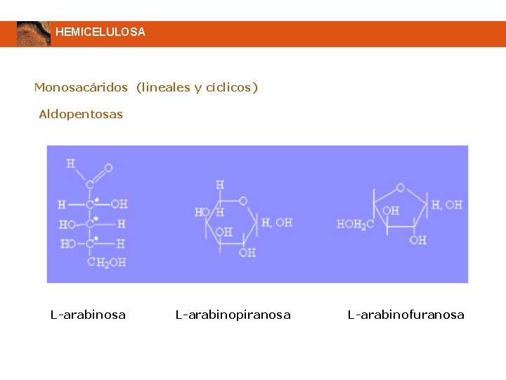 HEMICELULOSA Monosacáridos (lineales y cíclicos) Aldopentosas L-arabinosa L-arabinopiranosa L-arabinofuranosa 