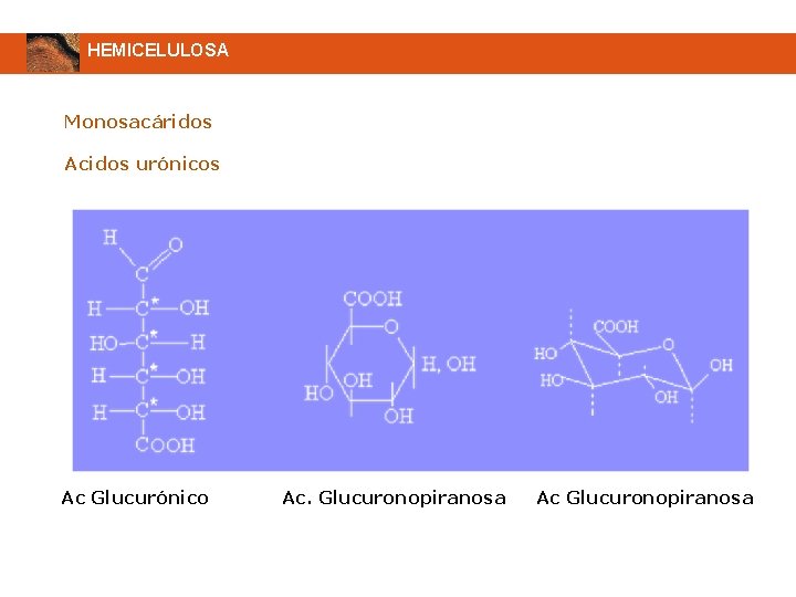 HEMICELULOSA Monosacáridos Acidos urónicos Ac Glucurónico Ac. Glucuronopiranosa Ac Glucuronopiranosa 