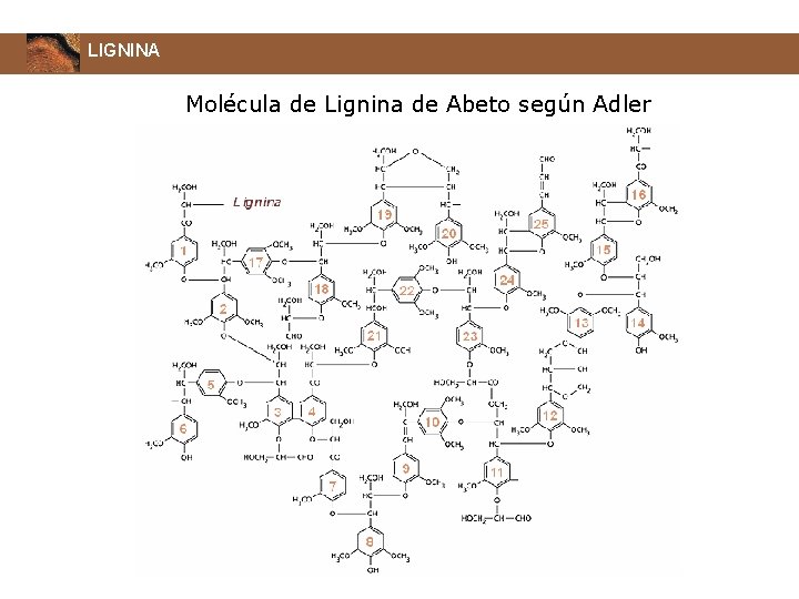 LIGNINA Molécula de Lignina de Abeto según Adler 