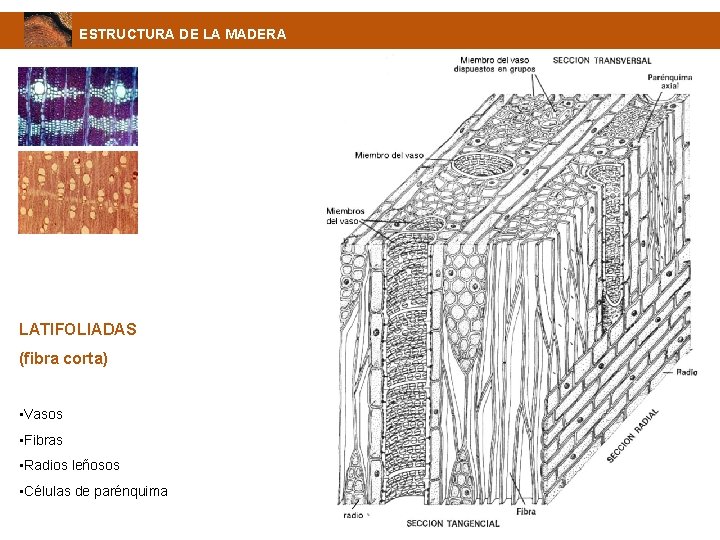 ESTRUCTURA DE LA MADERA LATIFOLIADAS (fibra corta) • Vasos • Fibras • Radios leñosos