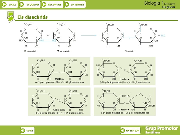 INICI ESQUEMA RECURSOS INTERNET Els glúcids Els disacàrids SURT ANTERIOR 