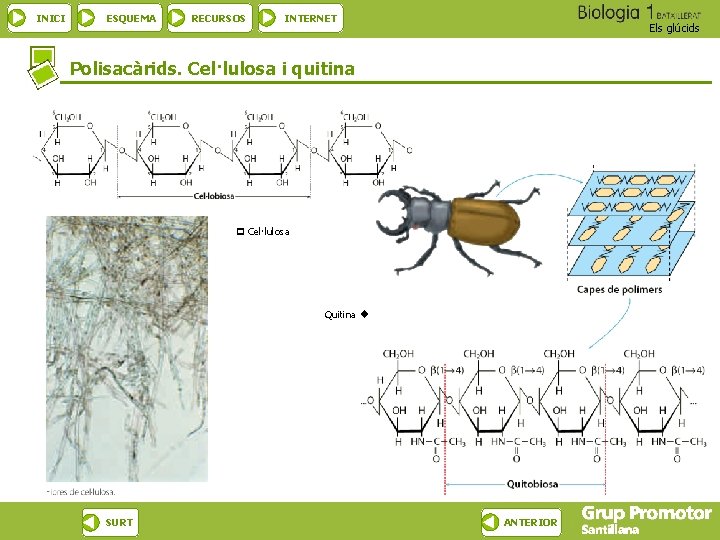 INICI ESQUEMA RECURSOS INTERNET Els glúcids Polisacàrids. Cel·lulosa i quitina Cel·lulosa Quitina SURT ANTERIOR