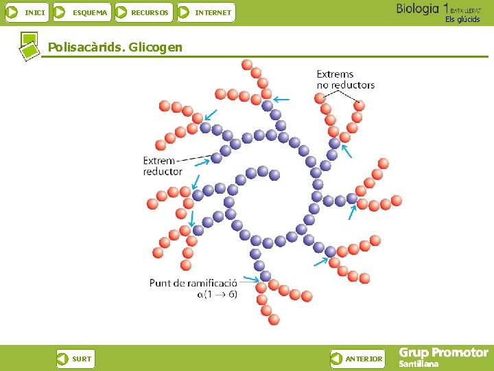 INICI ESQUEMA RECURSOS INTERNET Els glúcids Polisacàrids. Glicogen SURT ANTERIOR 