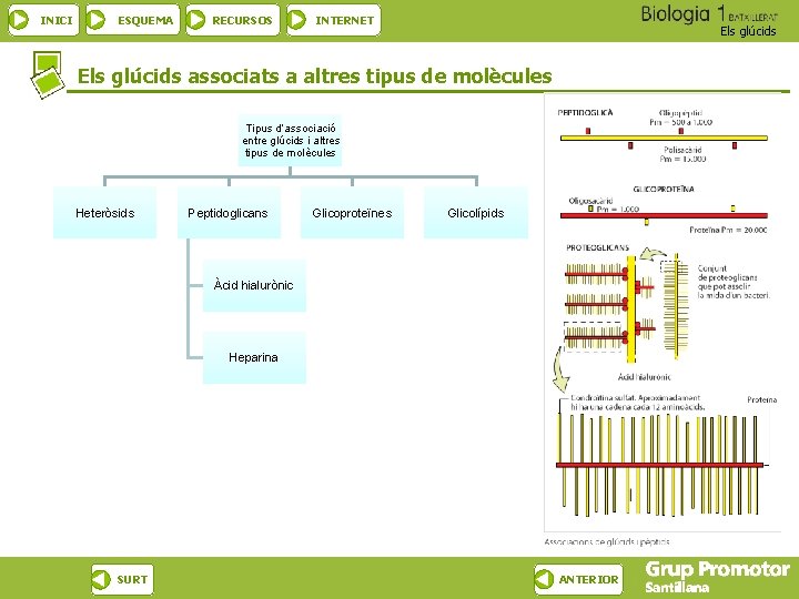 INICI ESQUEMA RECURSOS INTERNET Els glúcids associats a altres tipus de molècules Tipus d’associació