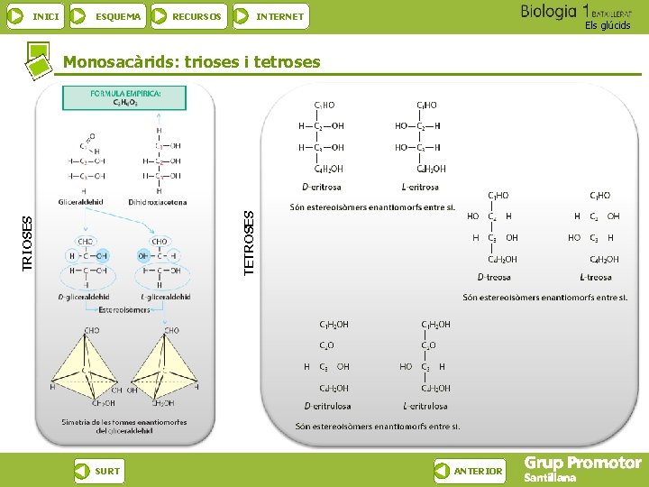 INICI ESQUEMA RECURSOS INTERNET Els glúcids TRIOSES TETROSES Monosacàrids: trioses i tetroses SURT ANTERIOR