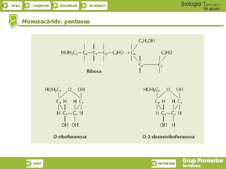 INICI ESQUEMA RECURSOS INTERNET Els glúcids Monosacàrids: pentoses SURT ANTERIOR 