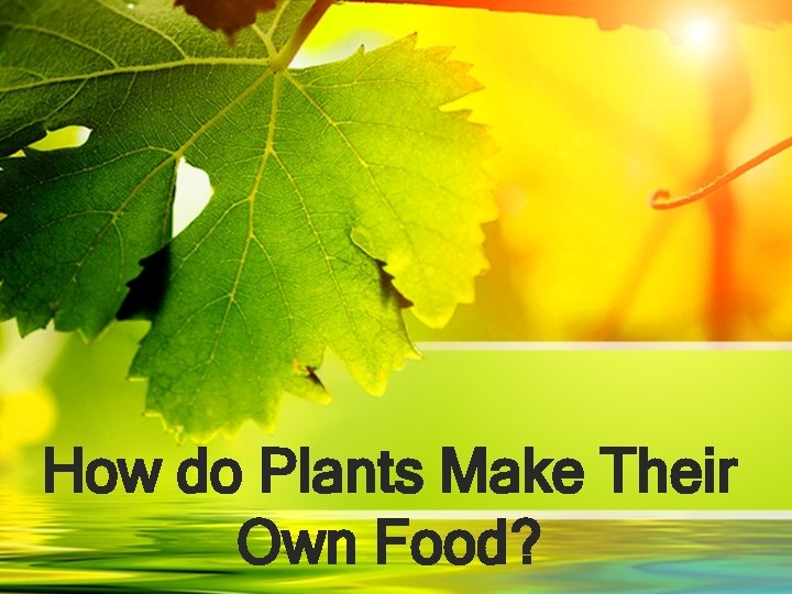 How do Plants Make Their Own Food? 