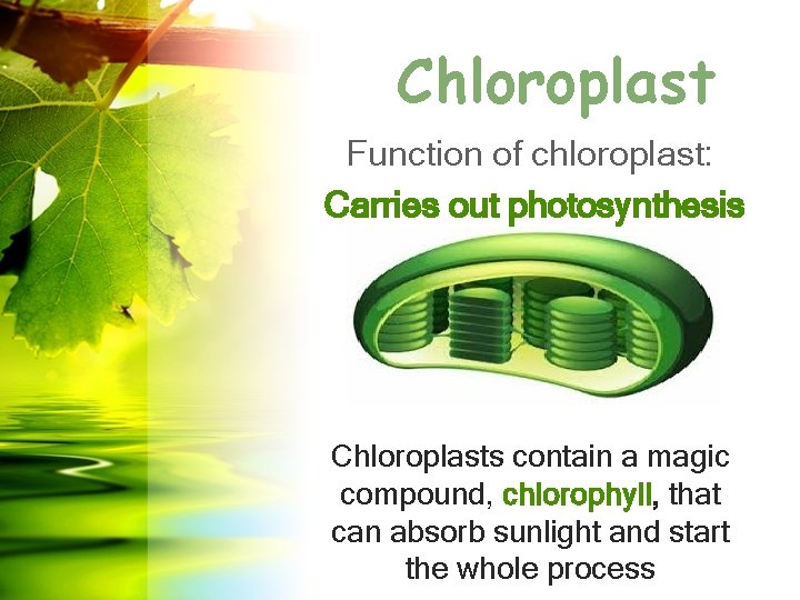 Chloroplast Function of chloroplast: Carries out photosynthesis Chloroplasts contain a magic compound, chlorophyll, that