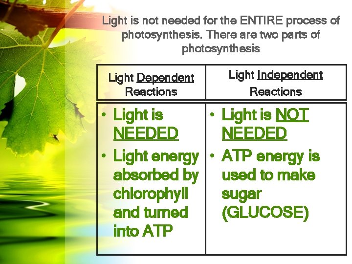 Light is not needed for the ENTIRE process of photosynthesis. There are two parts