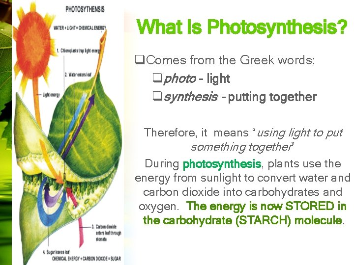 What Is Photosynthesis? q. Comes from the Greek words: qphoto - light qsynthesis -