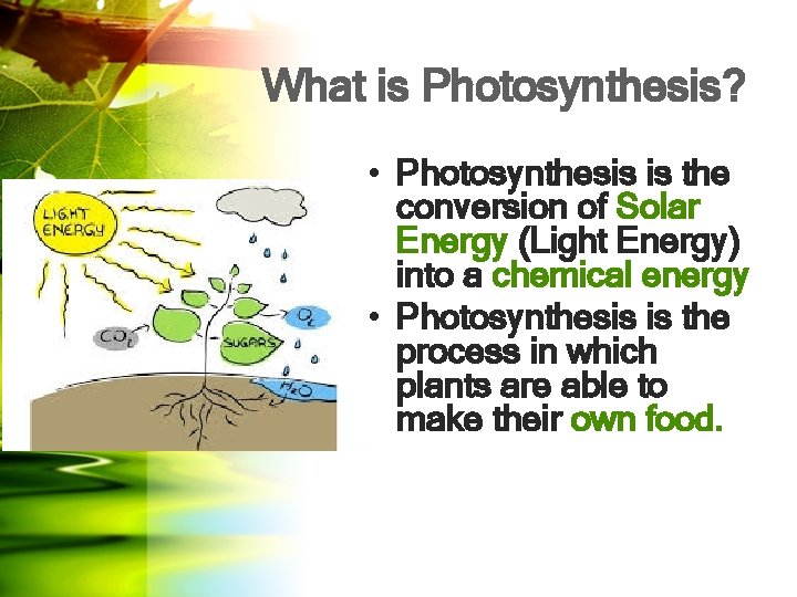 What is Photosynthesis? • Photosynthesis is the conversion of Solar Energy (Light Energy) into