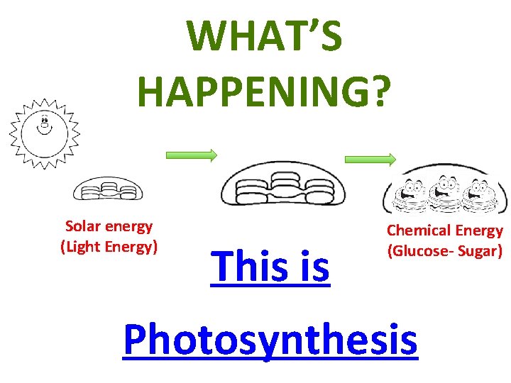 WHAT’S HAPPENING? Solar energy (Light Energy) This is Chemical Energy (Glucose- Sugar) Photosynthesis 