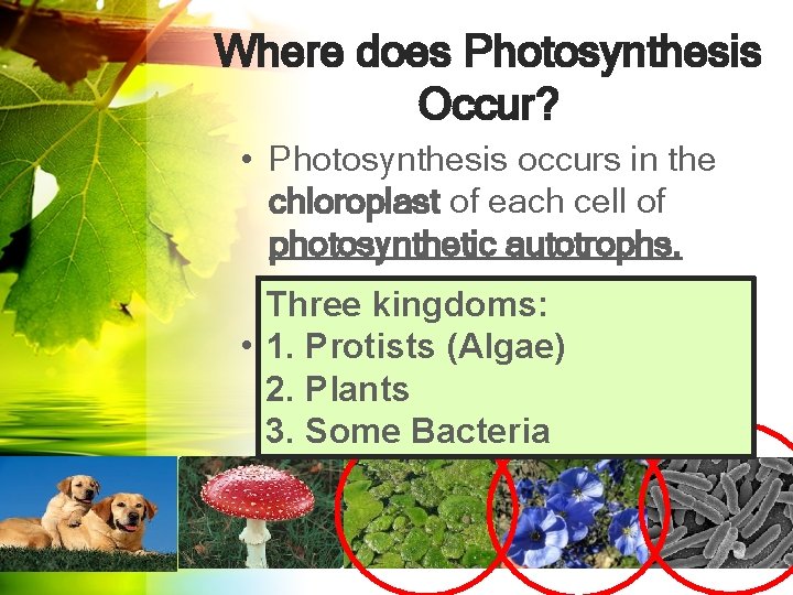Where does Photosynthesis Occur? • Photosynthesis occurs in the chloroplast of each cell of