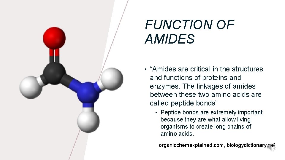 FUNCTION OF AMIDES • “Amides are critical in the structures and functions of proteins