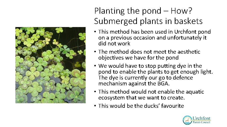 Planting the pond – How? Submerged plants in baskets • This method has been